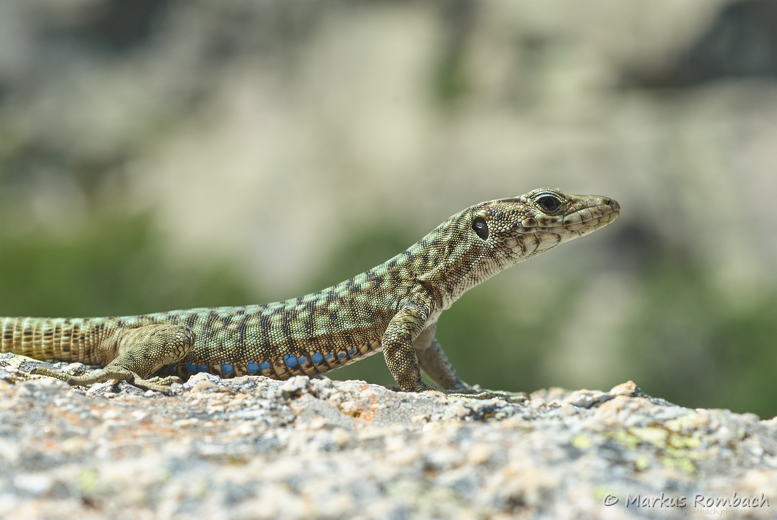 Amphibien Und Reptilien