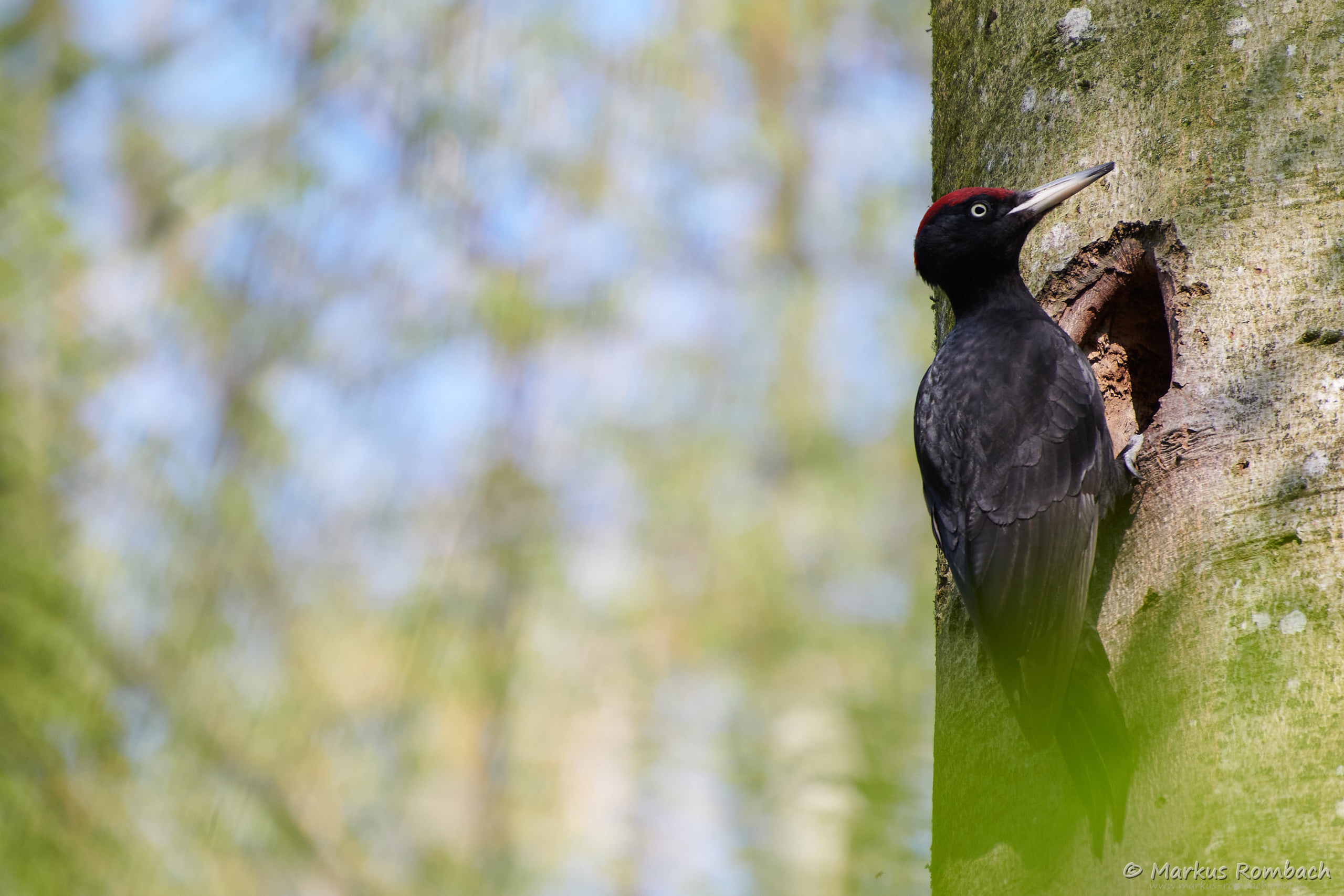 Schwarzspecht