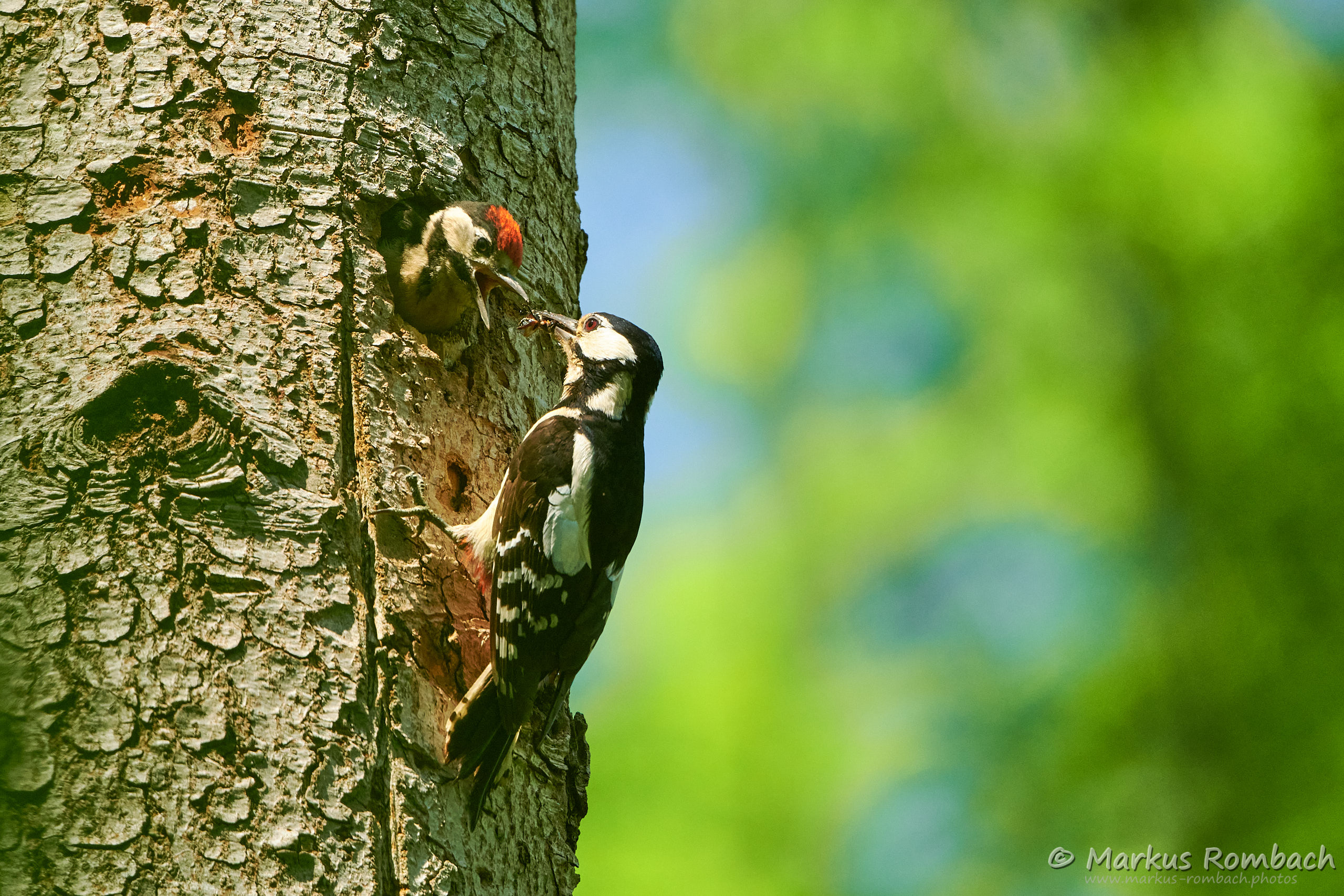 Kleiner Buntspecht großer Hunger