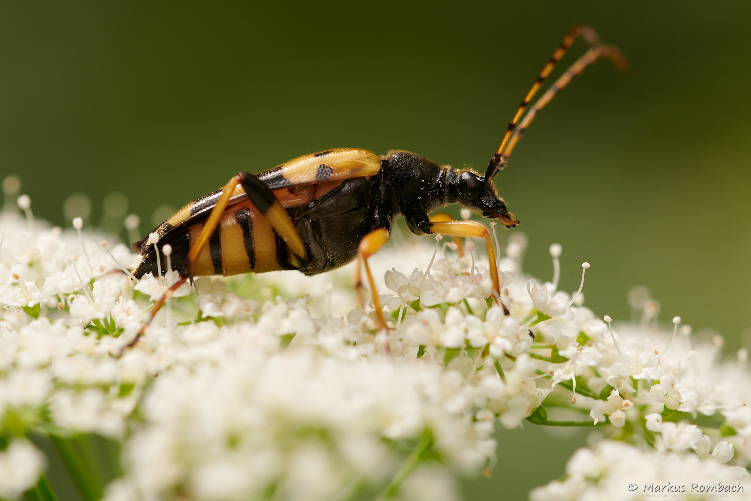 Gefleckter Schmalbock