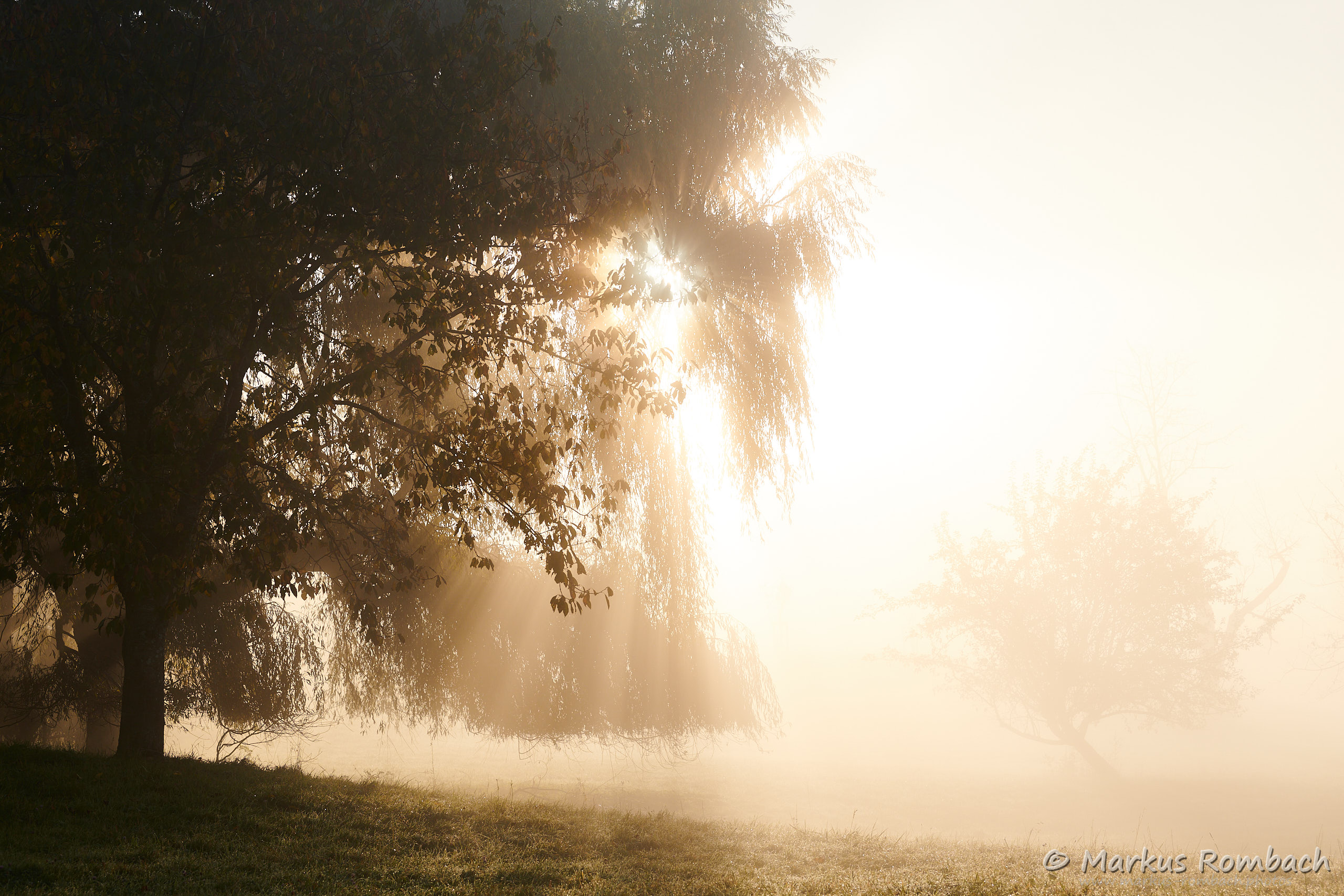 Großer Baum und kleiner Baum
