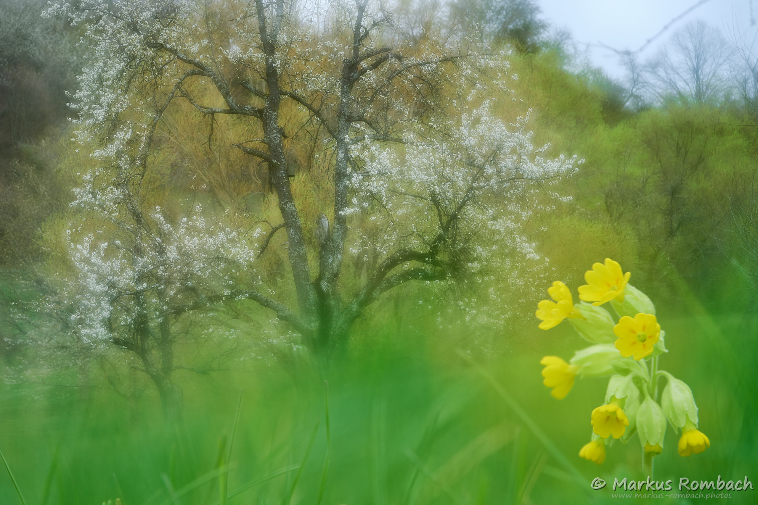 Frühling auf der Streuobstwiese