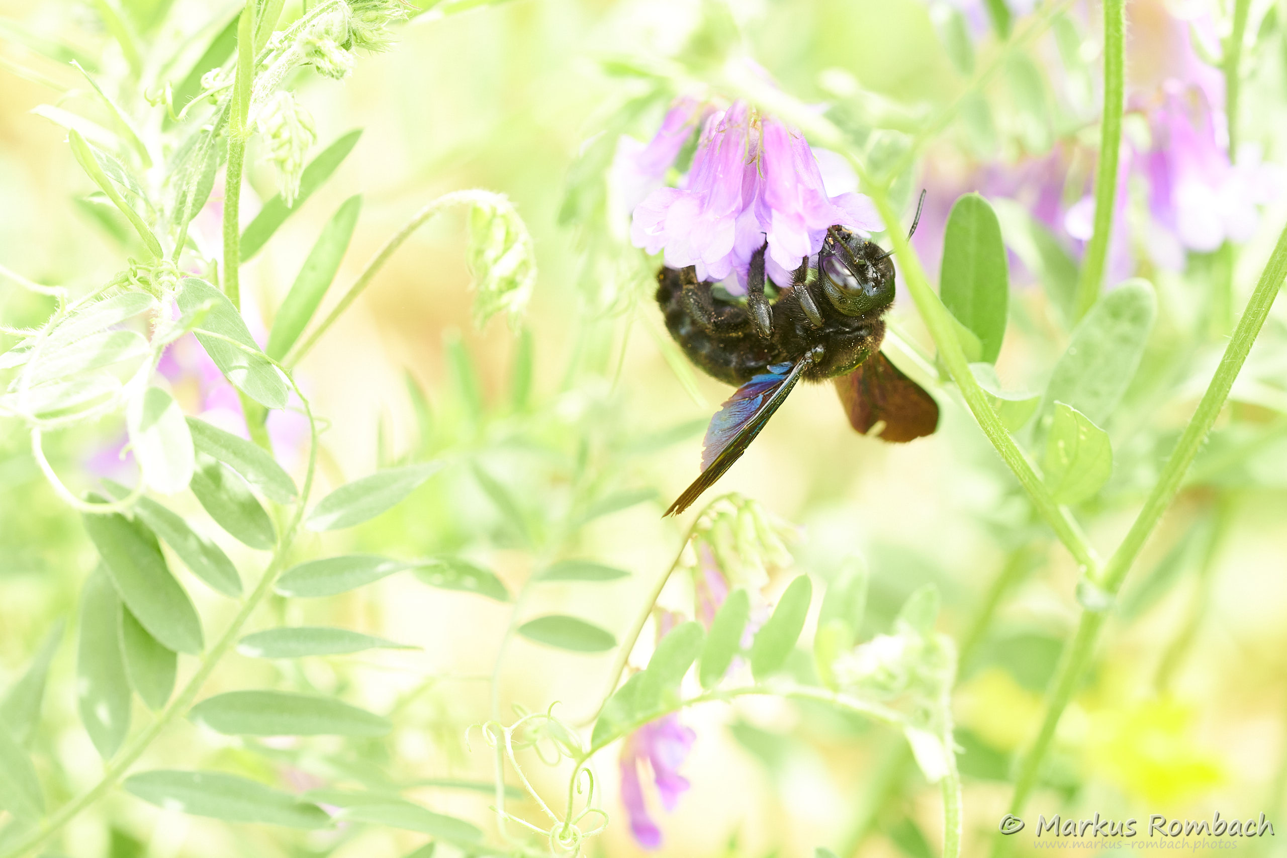Blaue Holzbiene