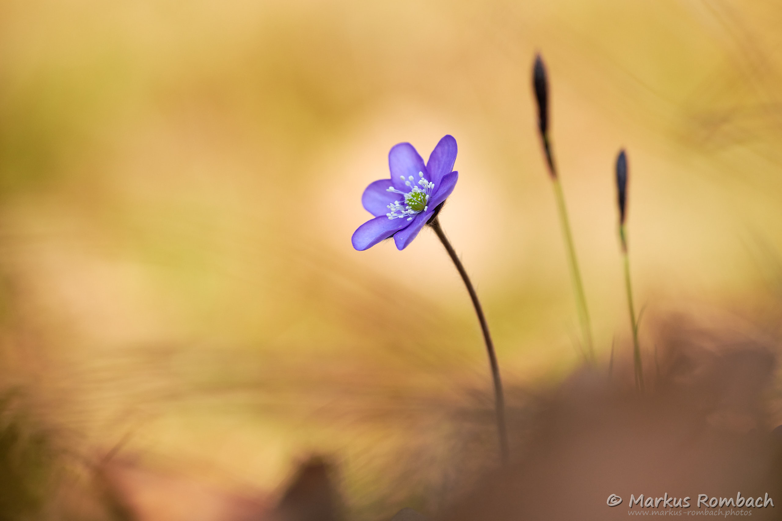 Leberblümchen