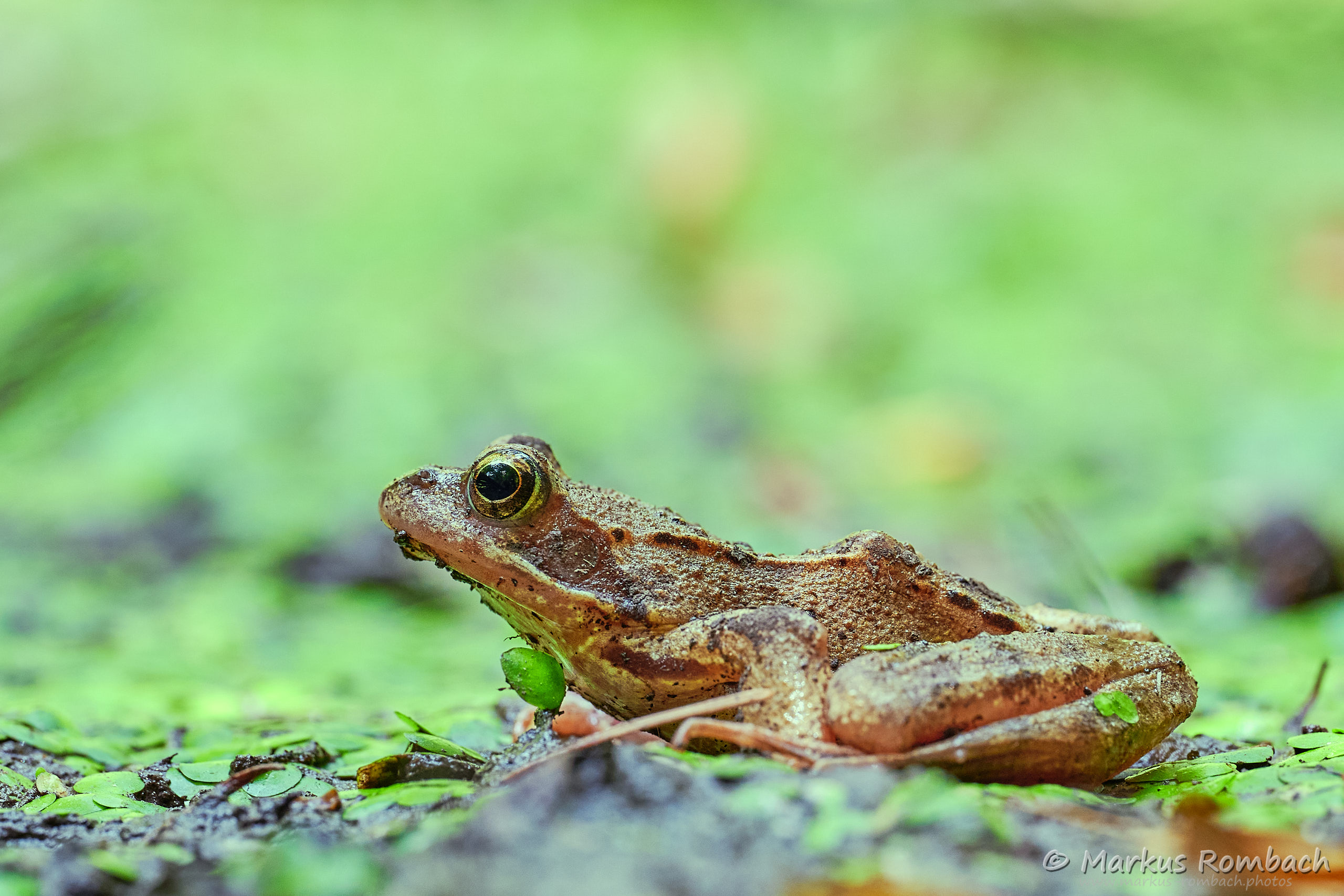Grasfrosch