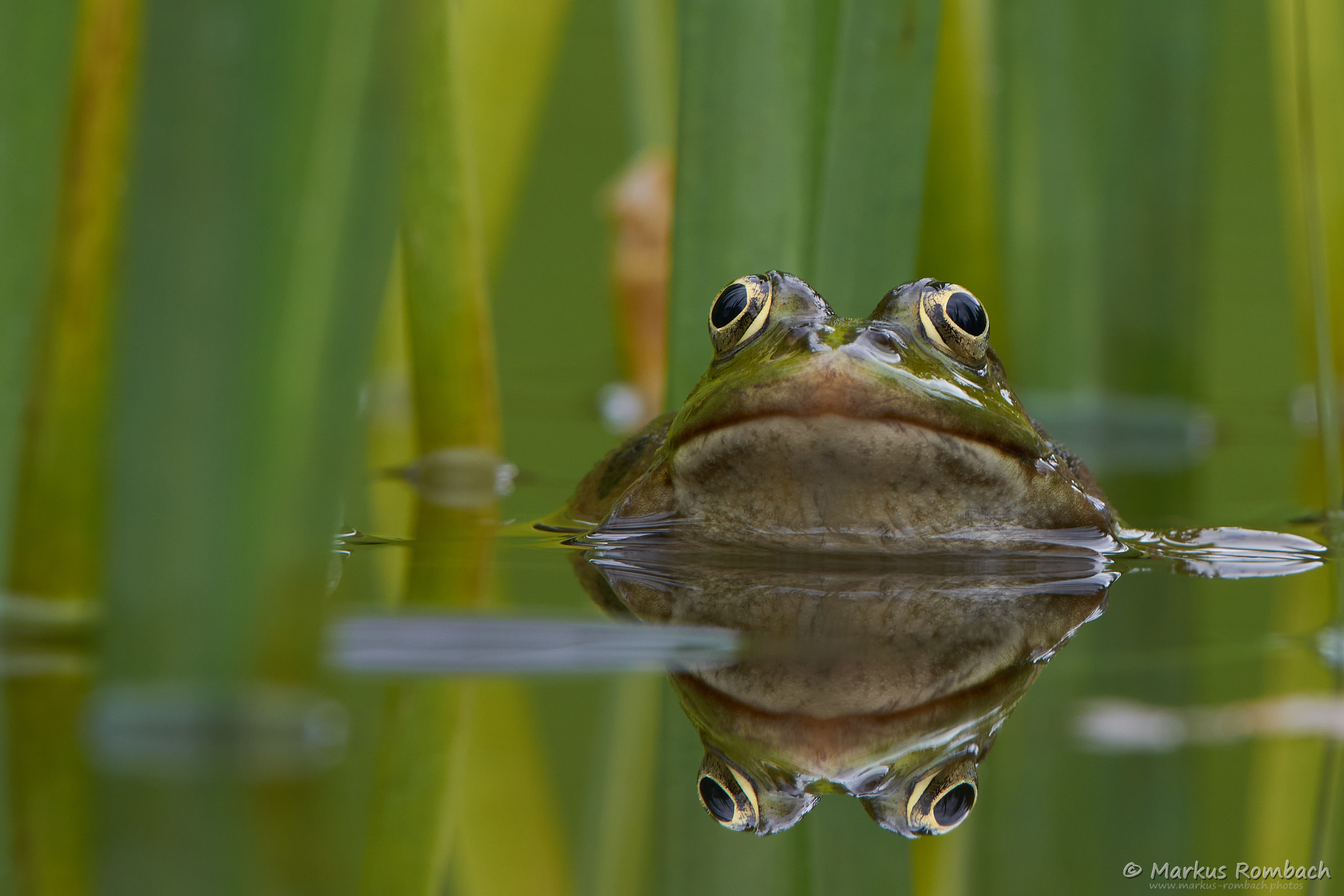 2016 04 16 19156D72 8600 MRWebsite