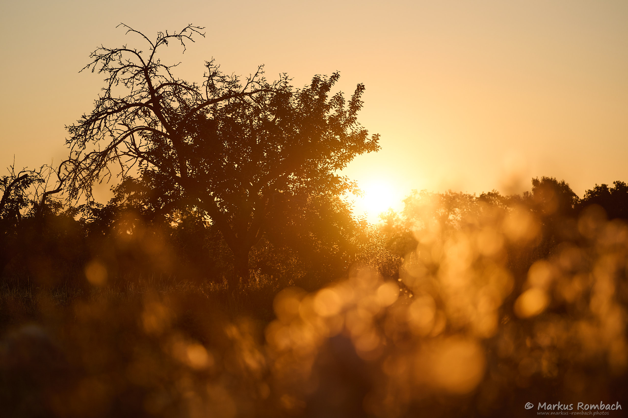 2020 07 12 D85 6880 MRWebsite