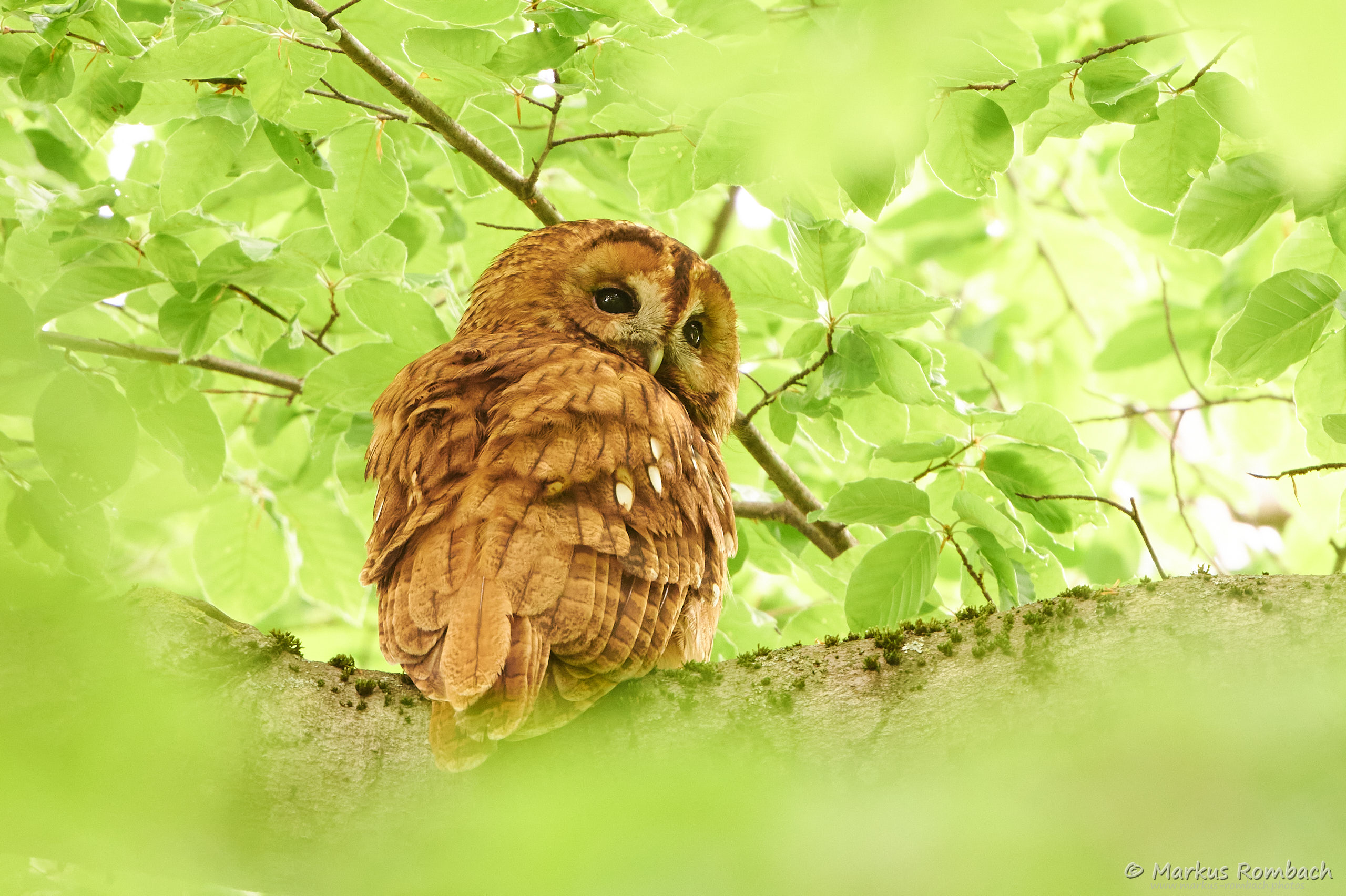 2021 05 16 D85 1410 MRWebsite