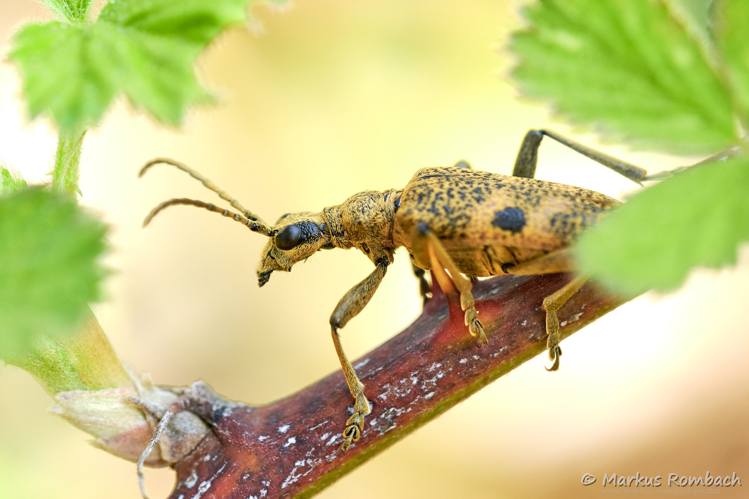 Schwarzfleckiger Zangenbock