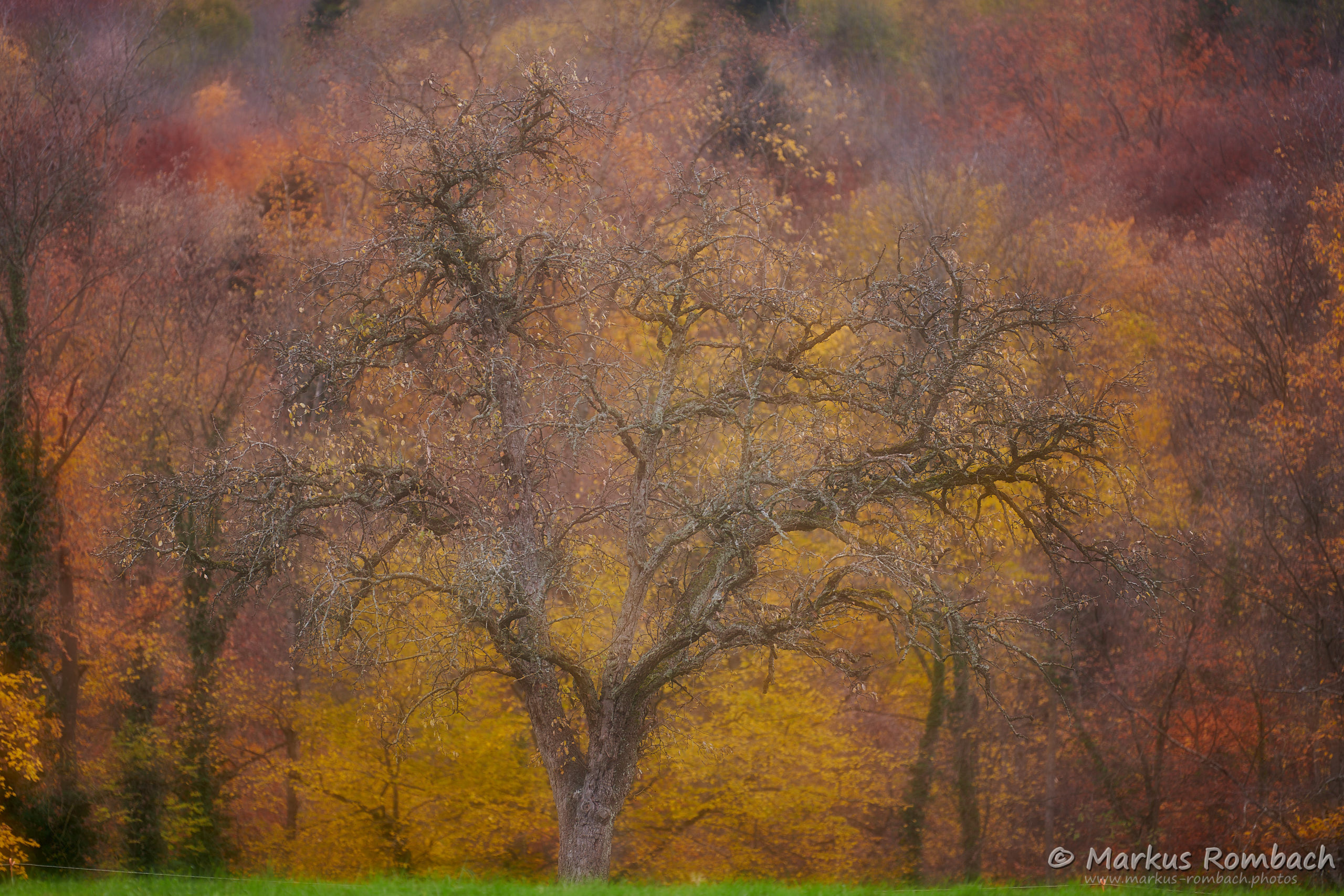 Herbstbaum / Autumn tree